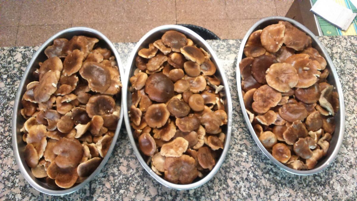 RESTAURANTE EL BOSQUE RESTAURANTE EL BOSQUE